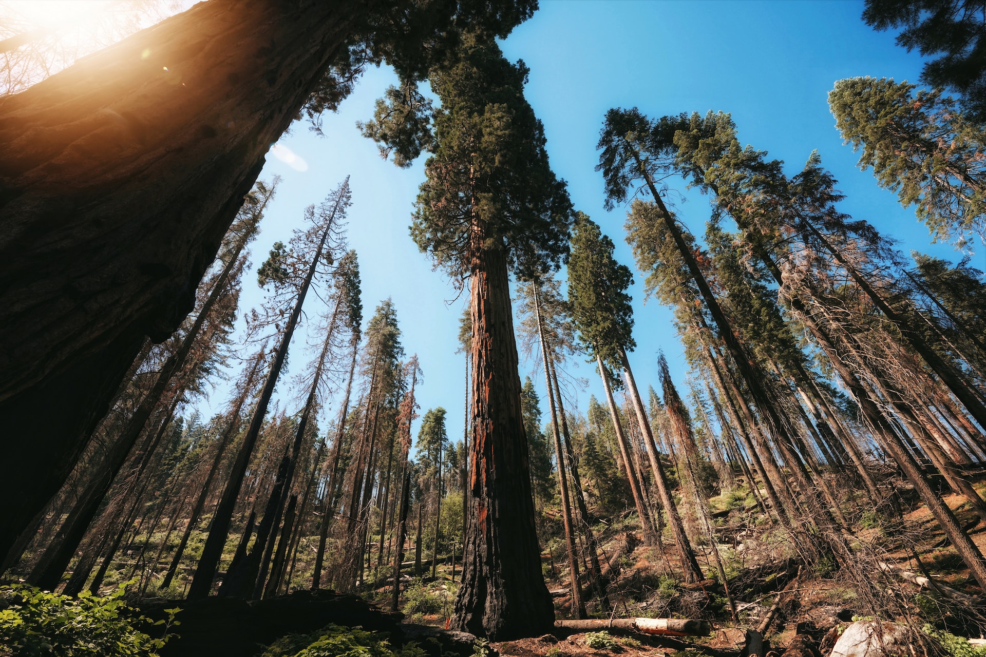 Sequoia & Kings Canyon National Parks Image