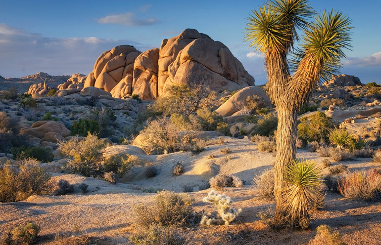 joshua tree national park