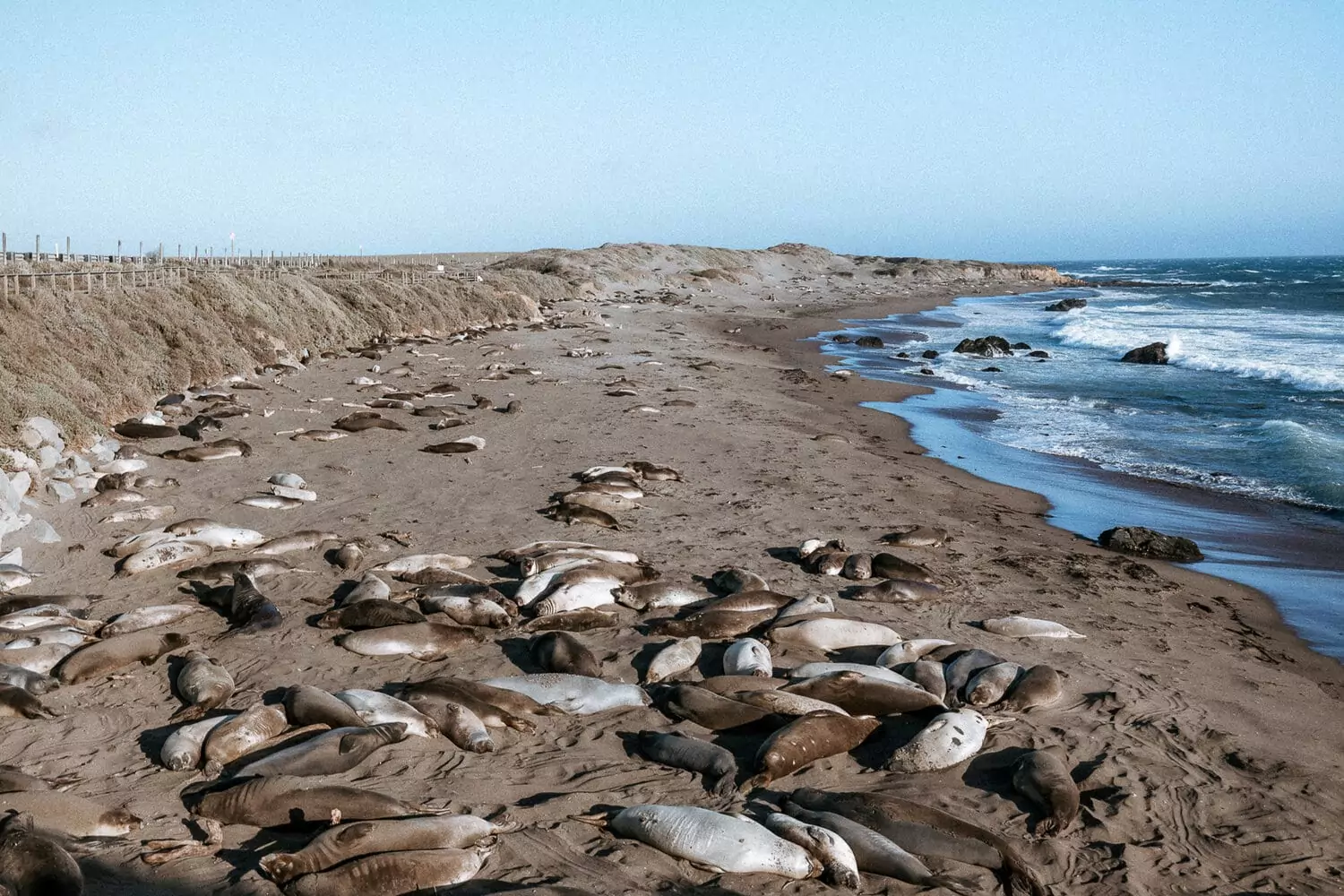 Perfect 2 Week Road Trip Itinerary for the California Coast Sea Lion Rookery